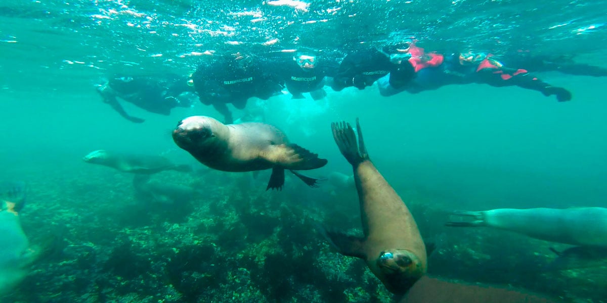 Navega en catamarán por la Bahía de Paracas - Imagen 2
