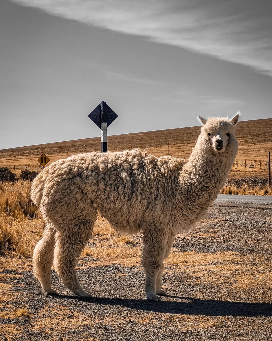 Reserva Nacional Pampas: vicuñas y llamas - Imagen 4