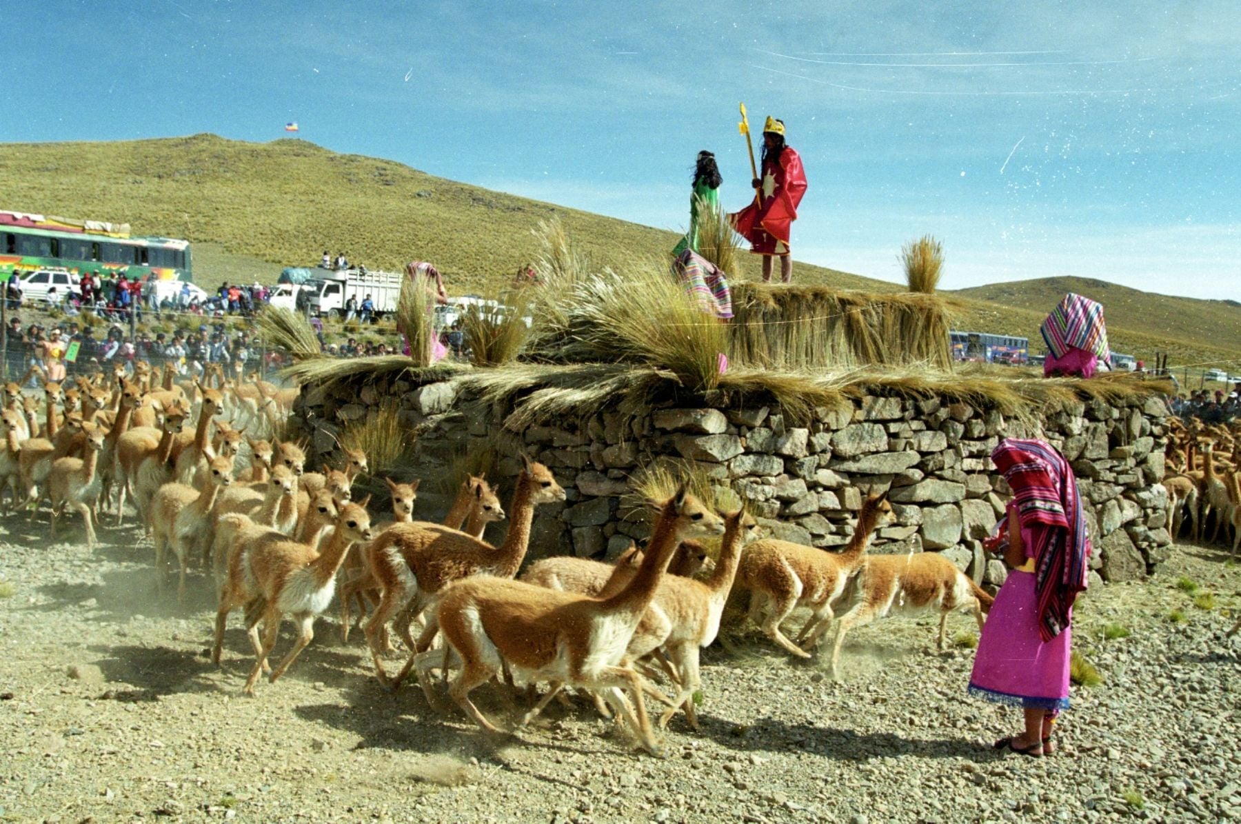 Reserva Nacional Pampas: vicuñas y llamas - Imagen 2