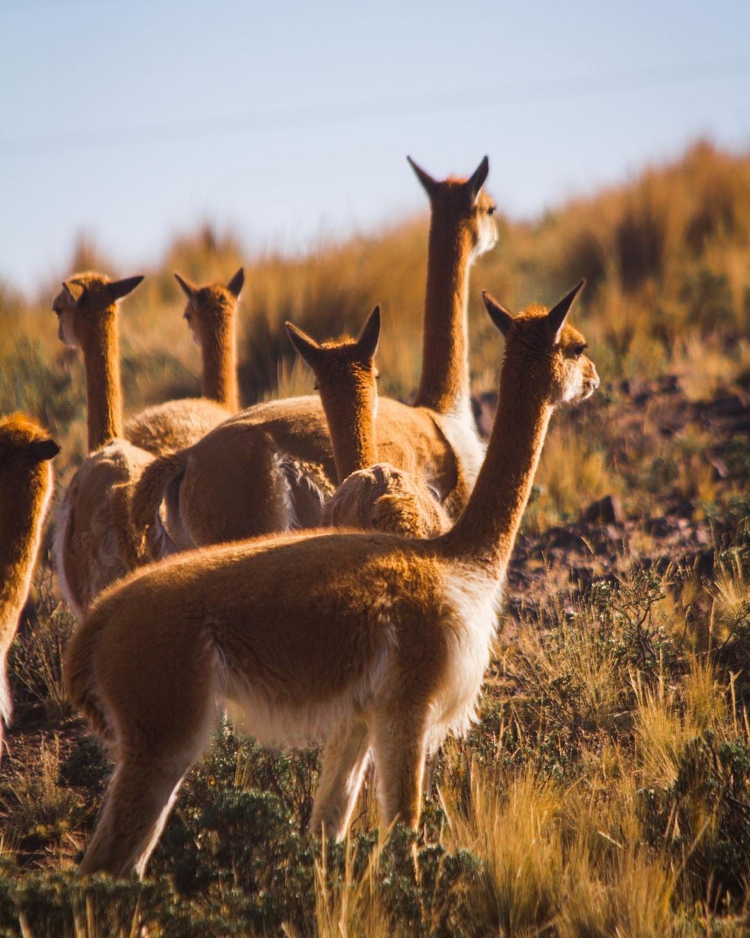 Reserva Nacional Pampas: vicuñas y llamas - Imagen 3
