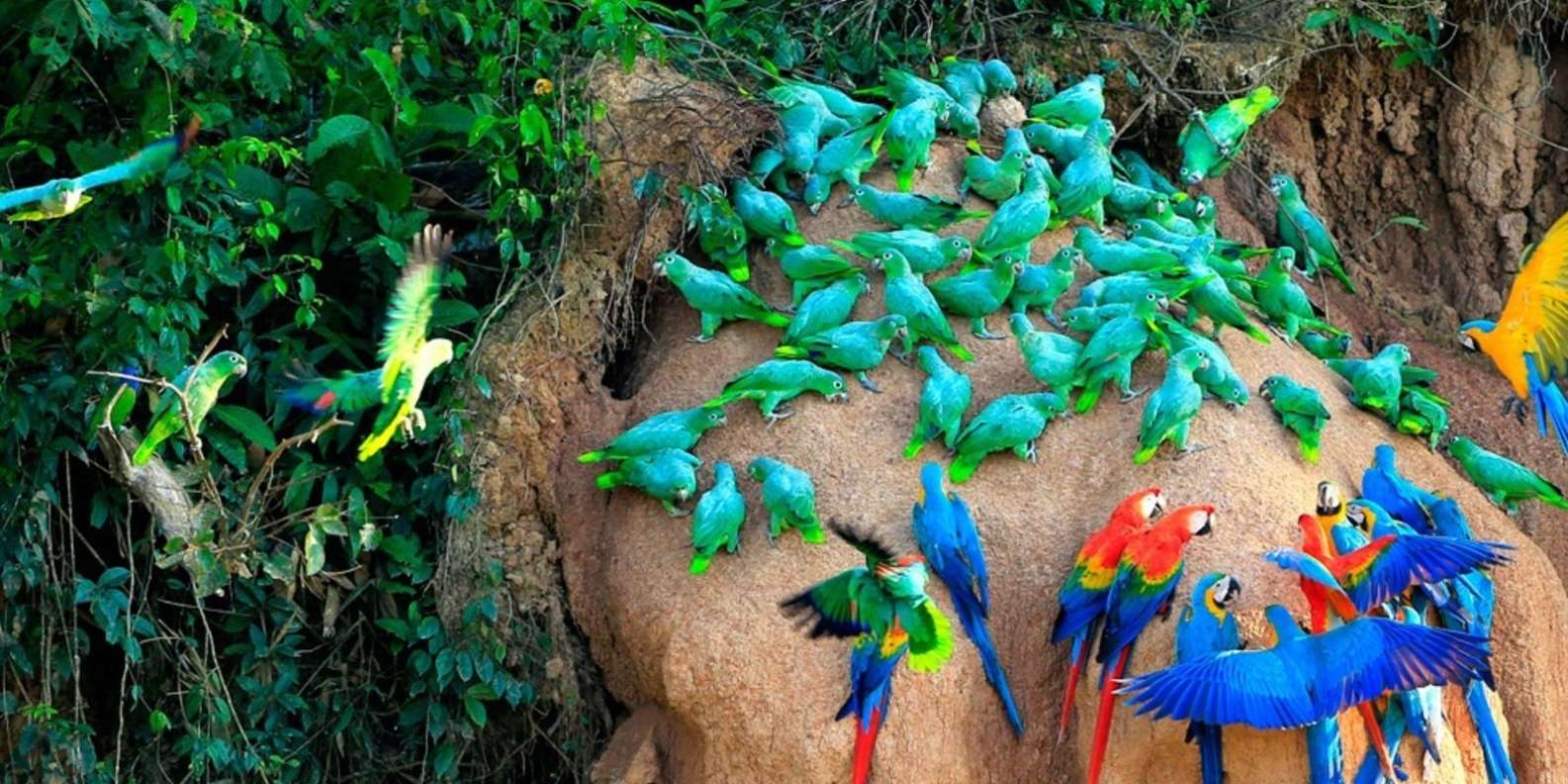 Guacamayos: 3 días en la collpa de Tambopata - Imagen 2