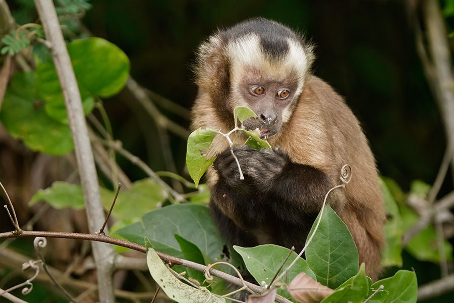 Guacamayos: 3 días en la collpa de Tambopata - Imagen 3