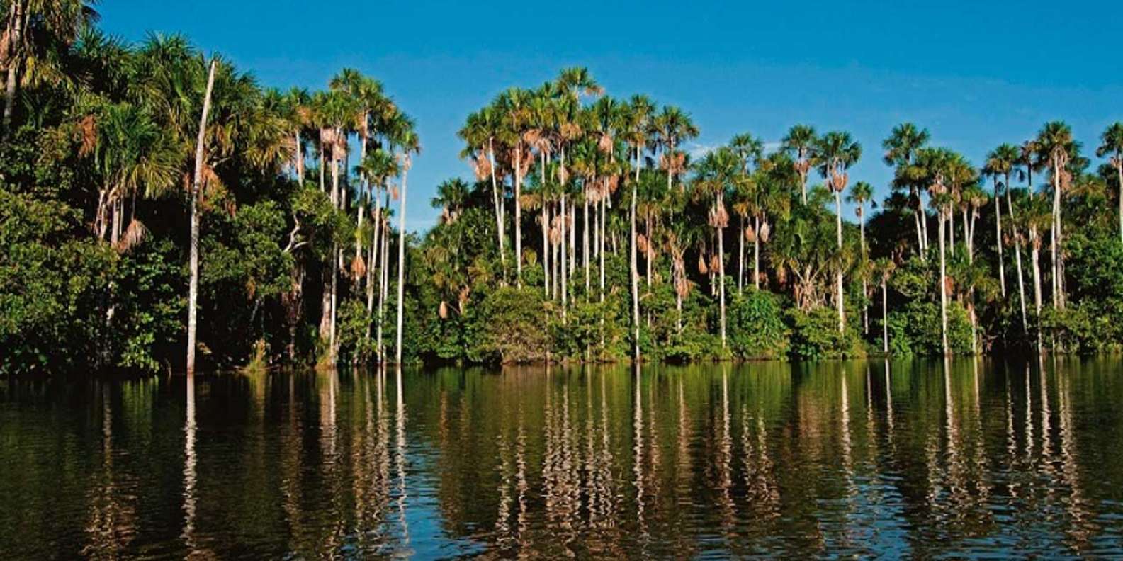 Secretos del Amazonas: 4 días con guacamayas - Imagen 3