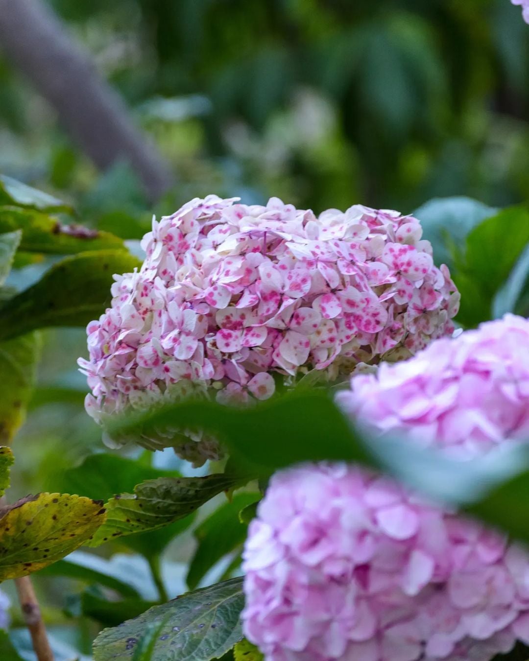 Tumbas de Otuzco y jardín de hortensias - Imagen 4