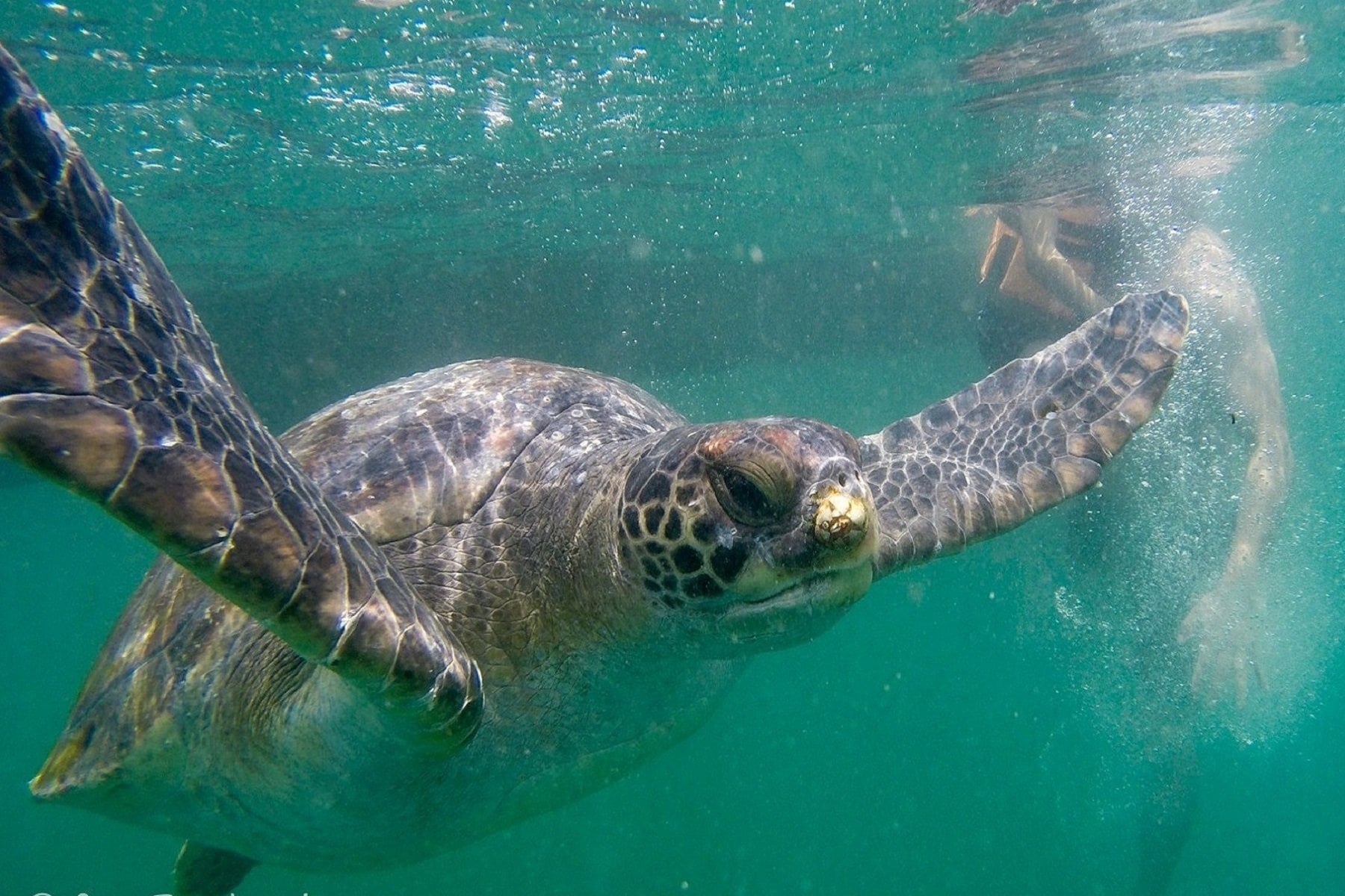 Nadar con tortugas en Máncora - Imagen 4