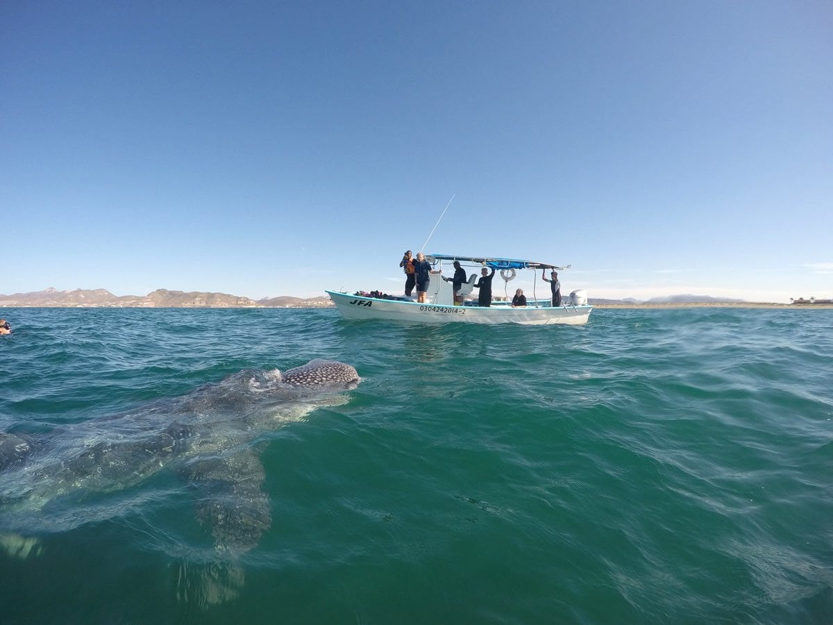 Nadar con tortugas en Máncora - Imagen 3