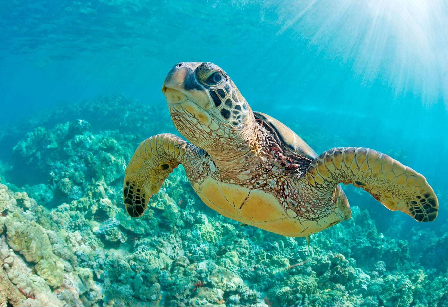 Nadar con tortugas en Máncora - Imagen 2