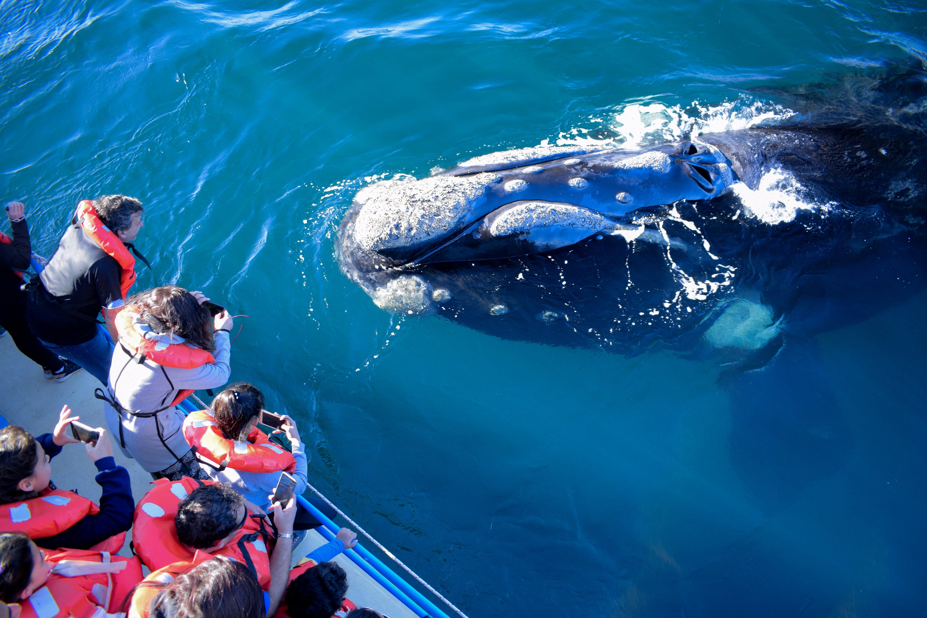 Mancora's Whale Watching - Imagen 2