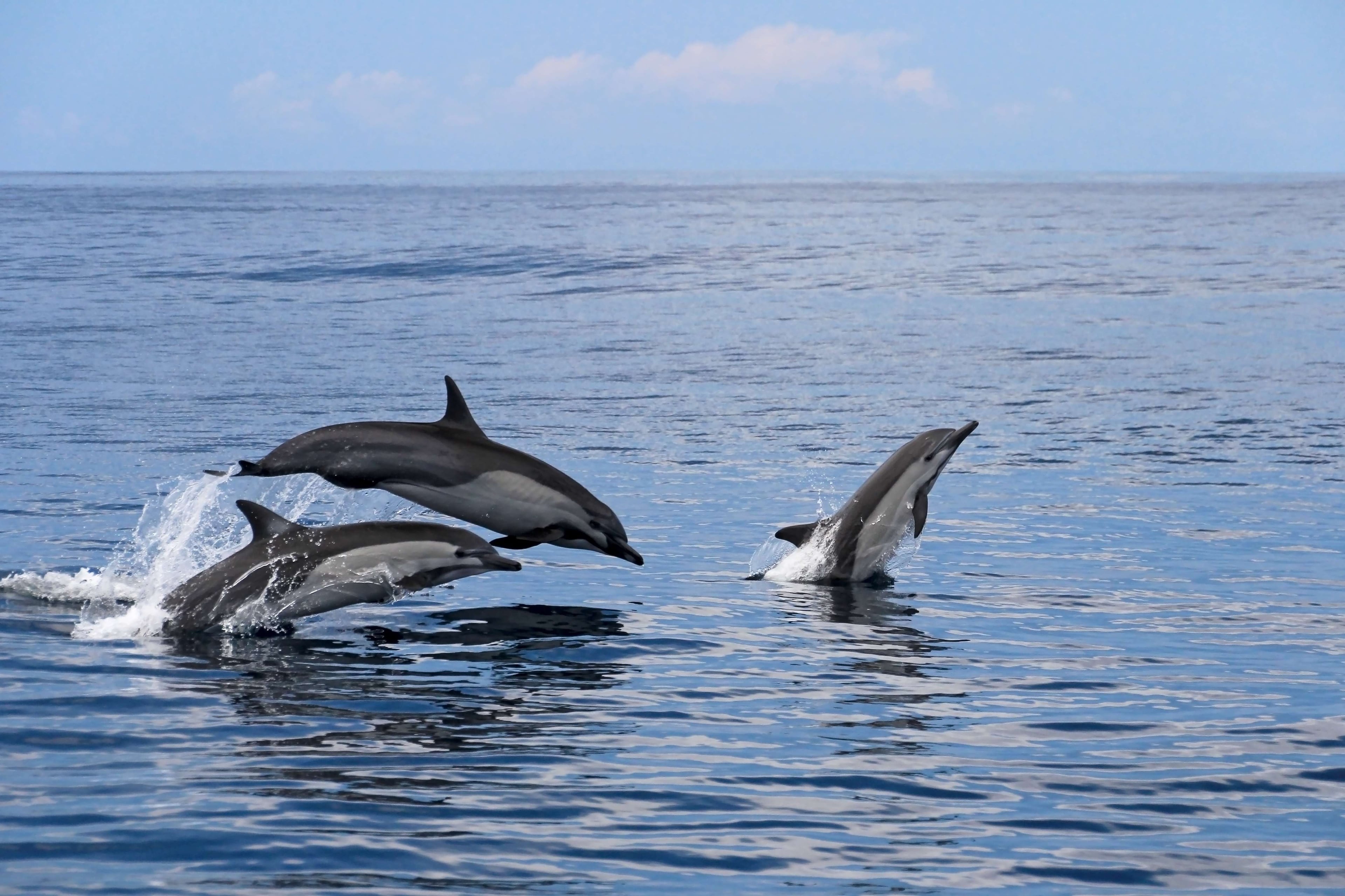 Avistaje de ballenas en Tumbes - Imagen 3