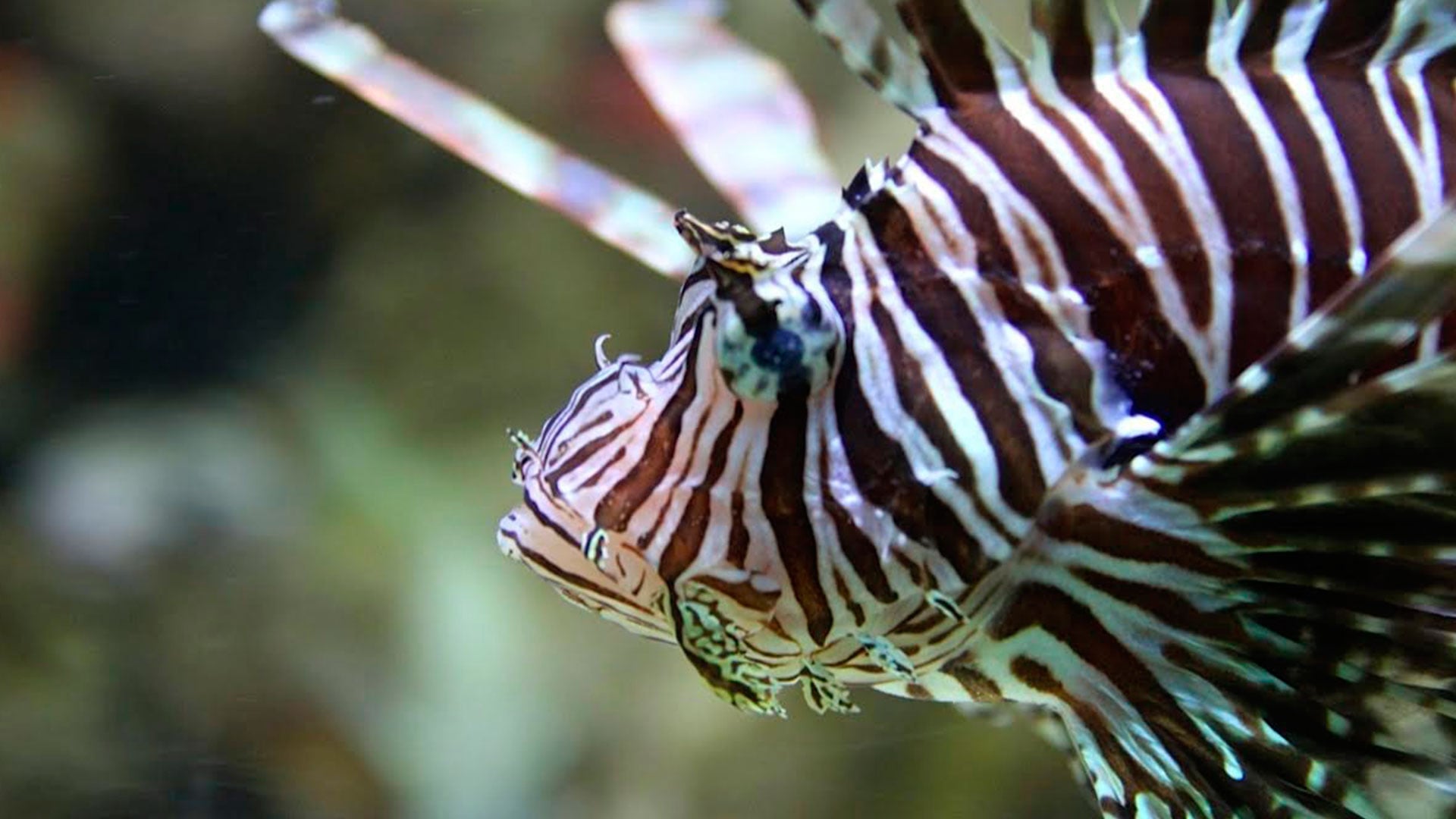 Acuario y Playa Blanca en Santa Marta - Imagen 2