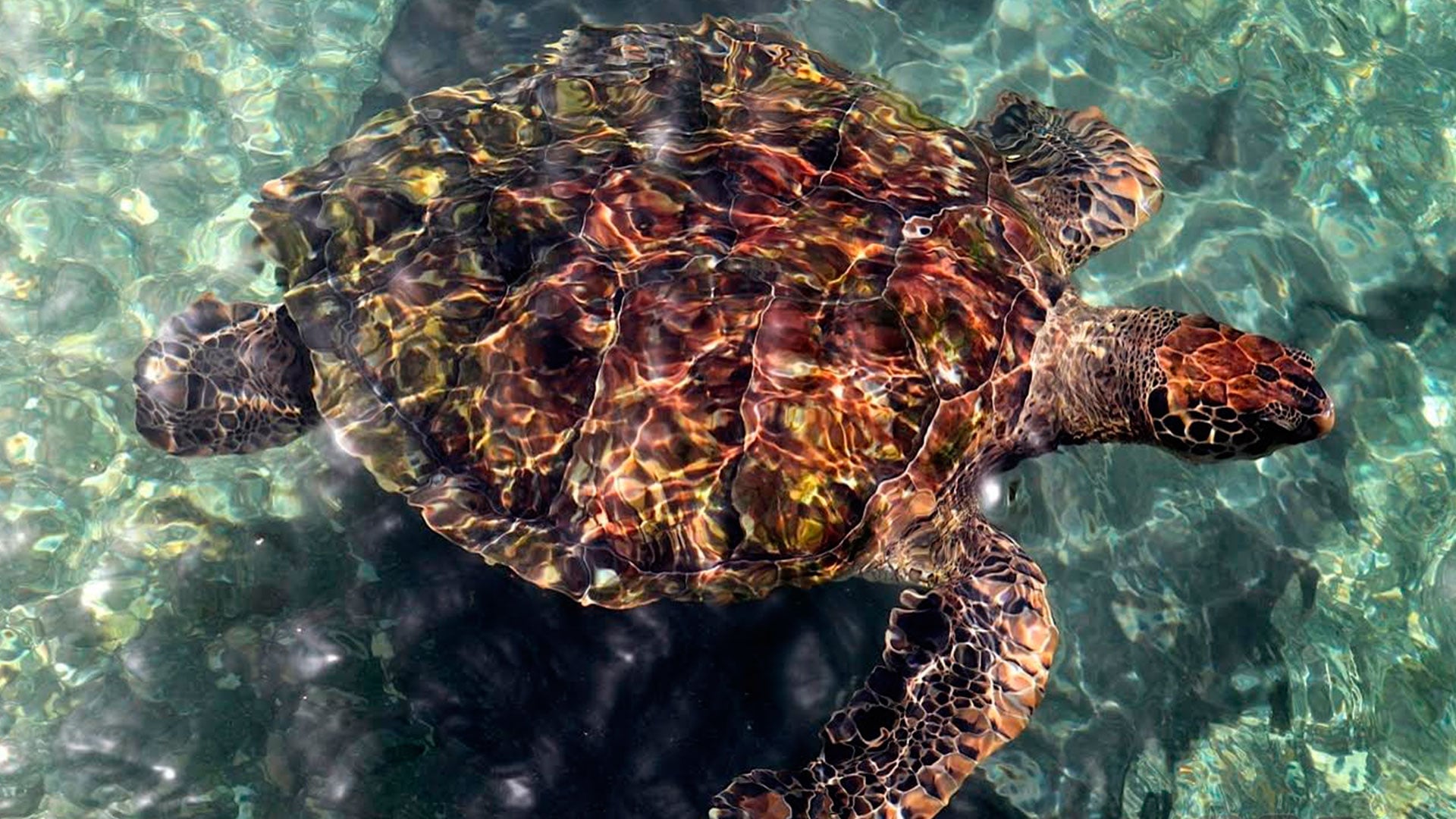 Acuario y Playa Blanca en Santa Marta - Imagen 3
