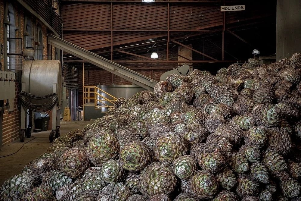 Tequila desde Guadalajara con almuerzo - Imagen 2