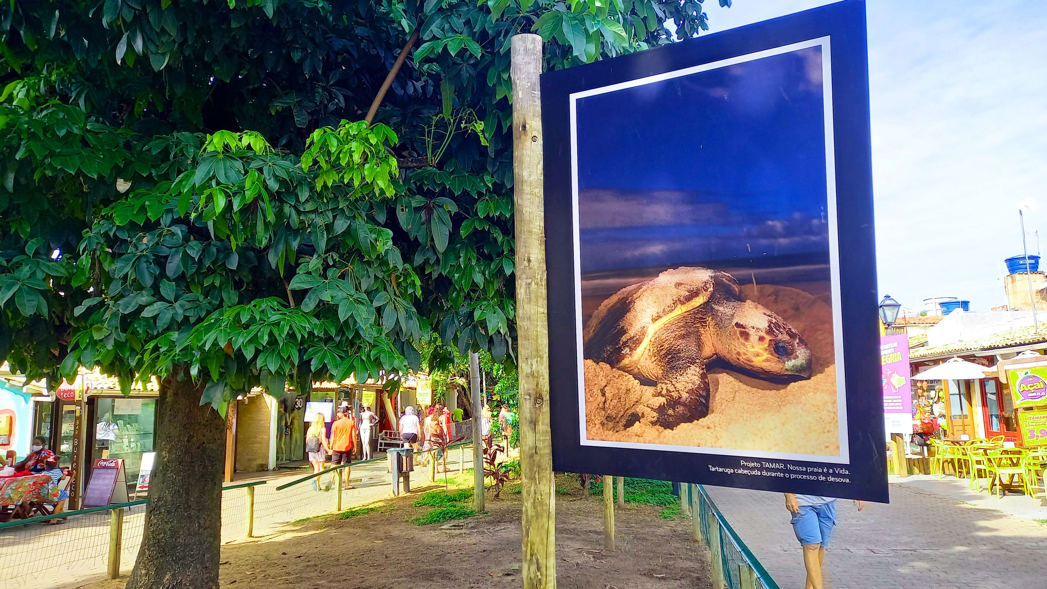 Tour a Praia do Forte y Guarajuba - Imagen 2
