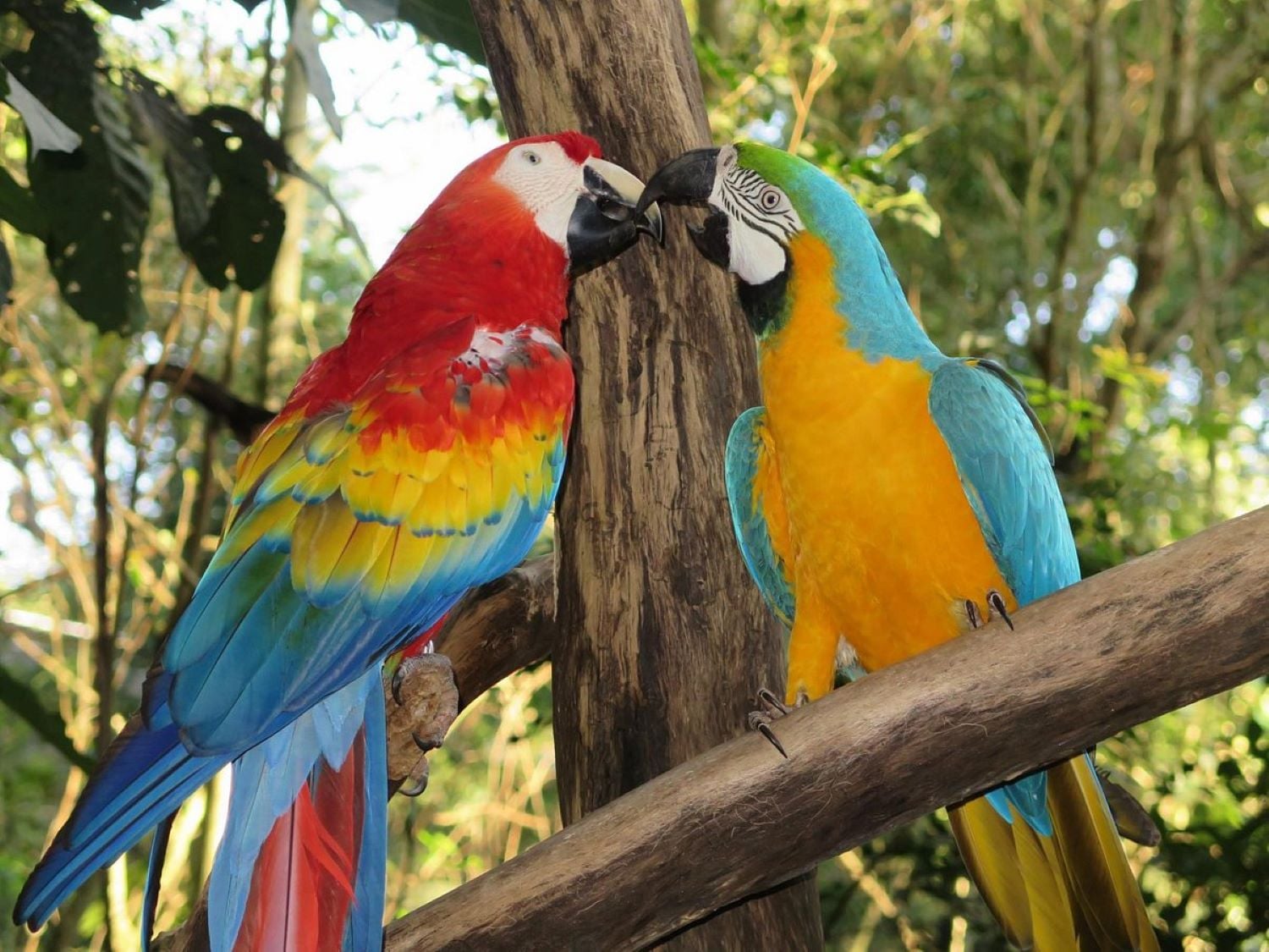 Foz de Iguaçu: Brazilian Falls and Bird Park - Imagen 3
