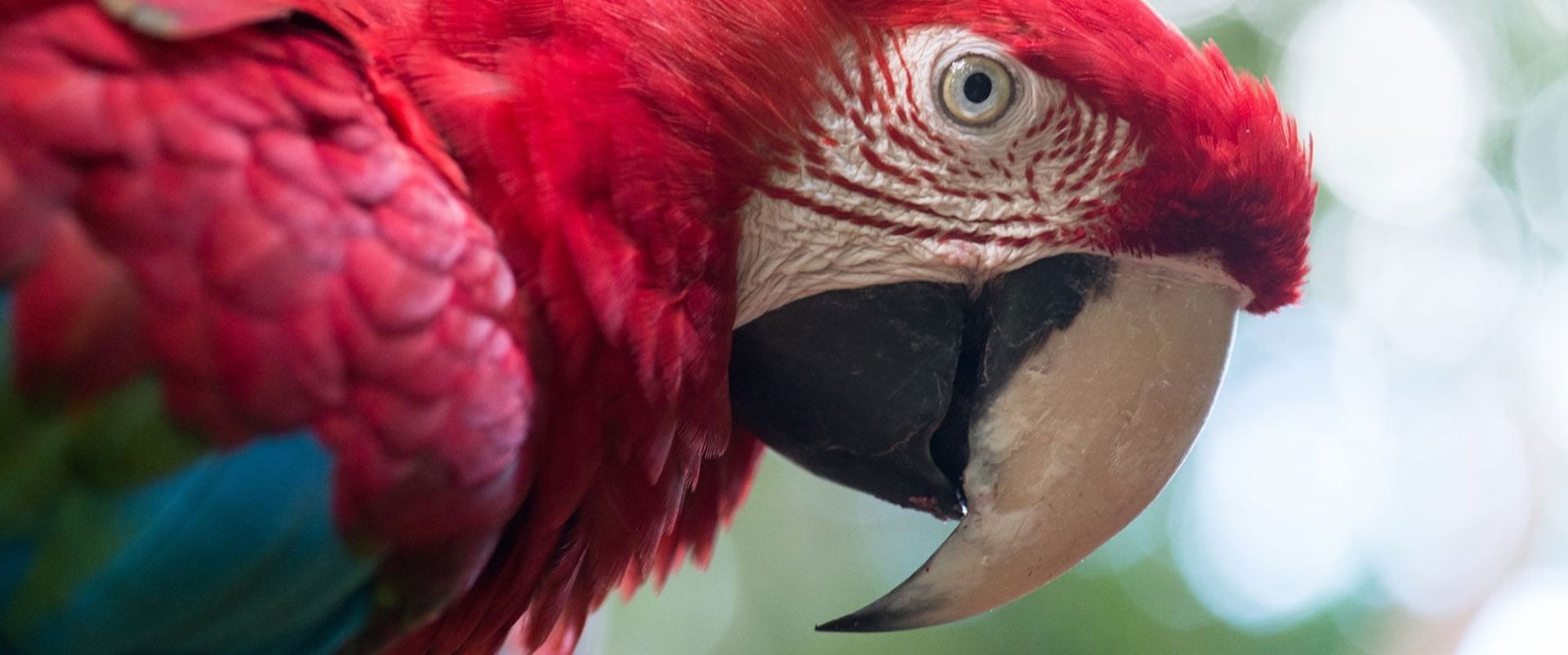 Foz de Iguaçu: Brazilian Falls and Bird Park - Imagen 4