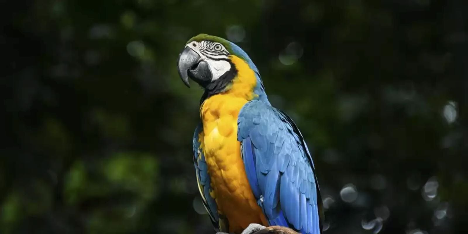 Foz de Iguaçu: Brazilian Falls and Bird Park - Imagen 2