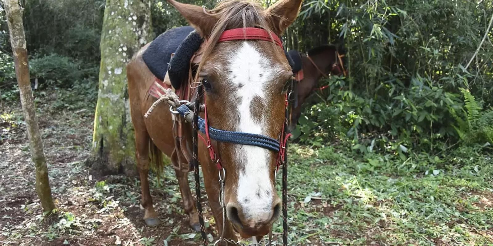 Jungle Horseback Ride in Iguazú - Imagen 3