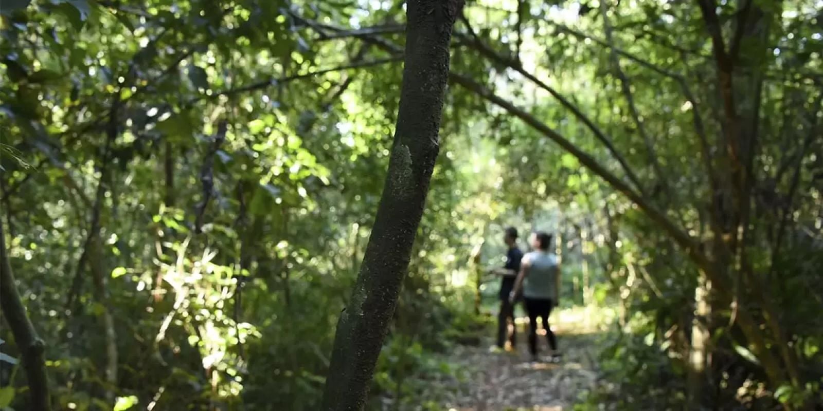Jungle Horseback Ride in Iguazú - Imagen 4