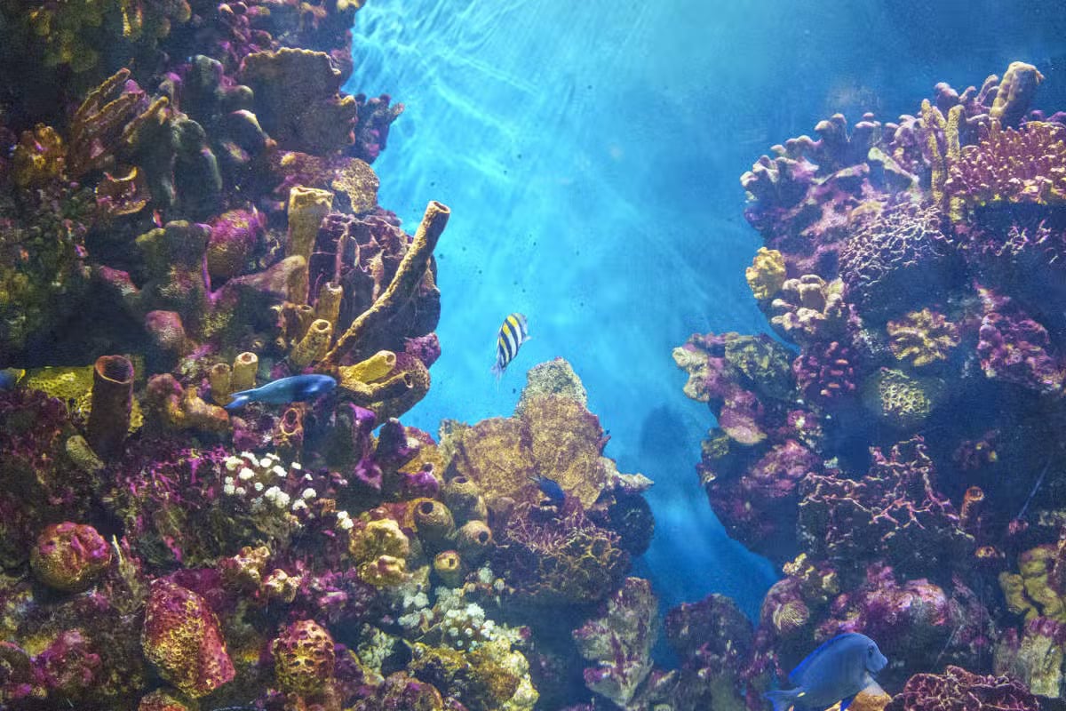 Entrada a L Aquàrium de Barcelona - Imagen 2