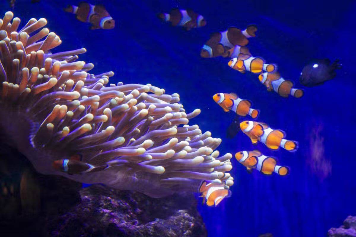 Entrada a L Aquàrium de Barcelona - Imagen 3