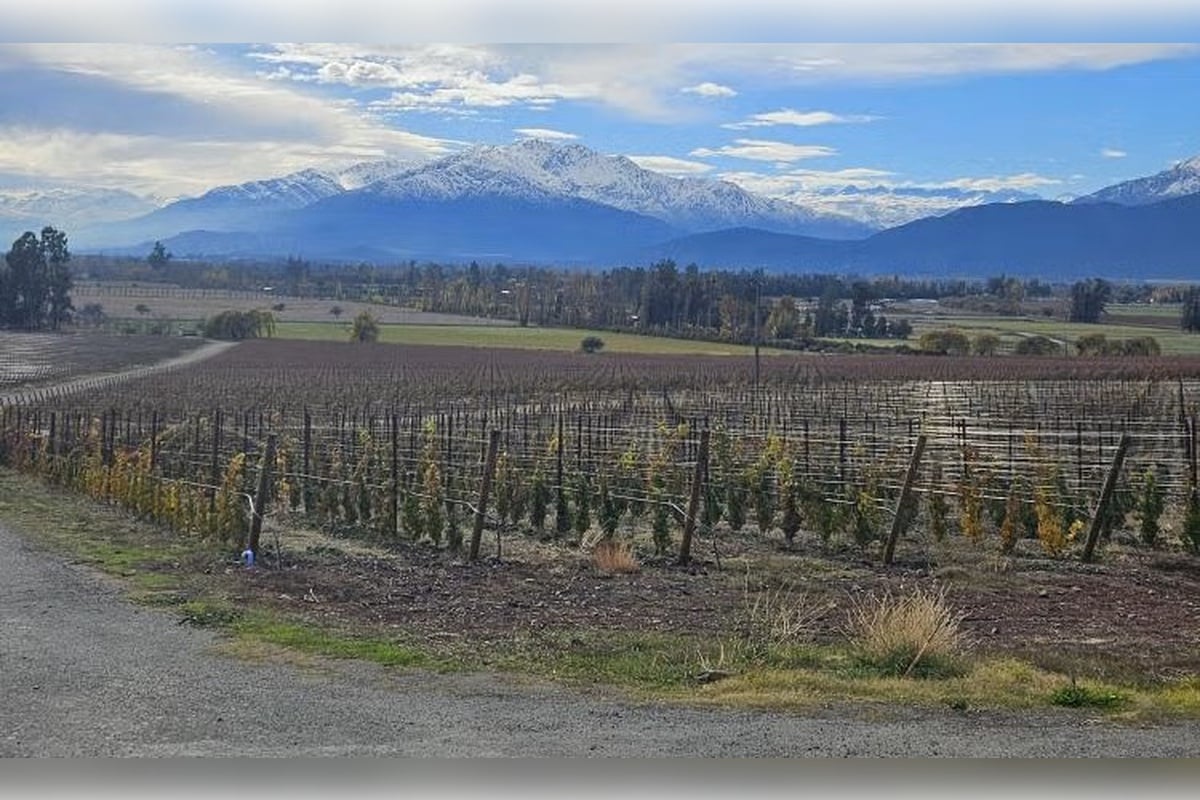 Viña Haras de Pirque con traslados - Imagen 2