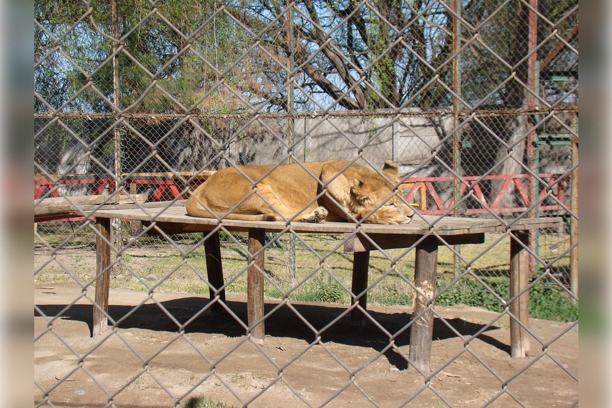 Parque Safari Rancagua - Imagen 3