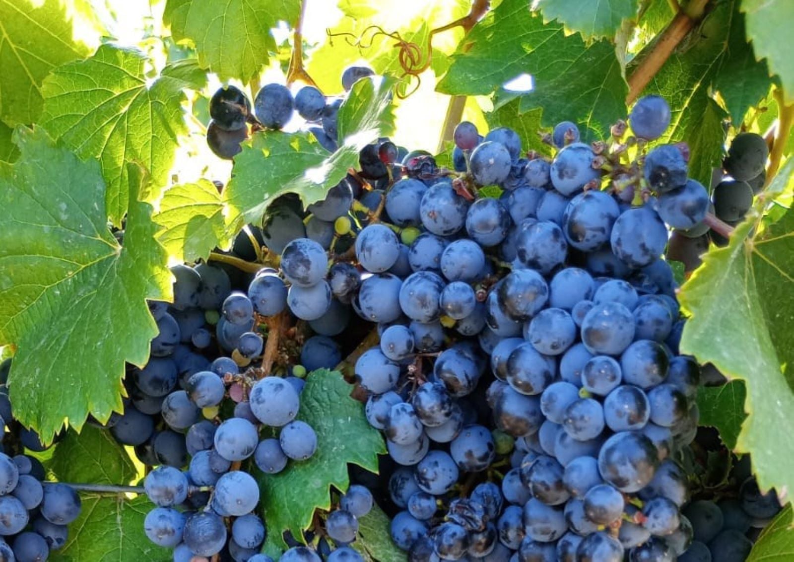 Ruta de Sabores: vino y chocolate - Imagen 2