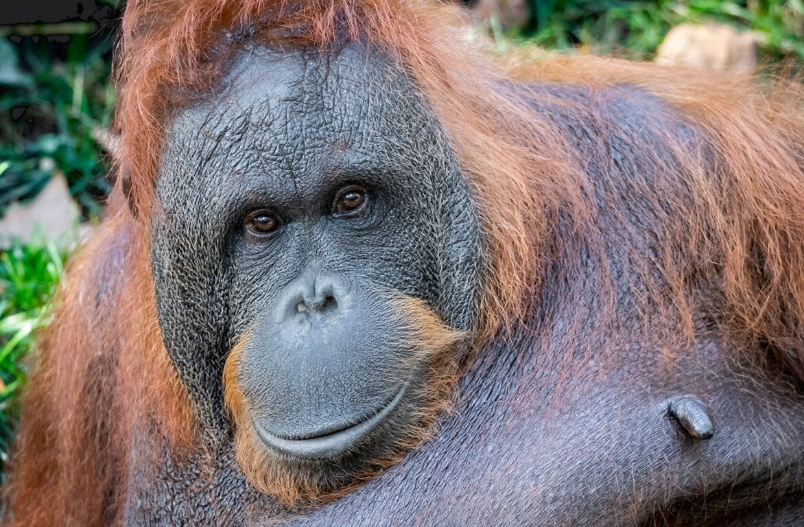 Zoo de Barcelona - Imagen 2