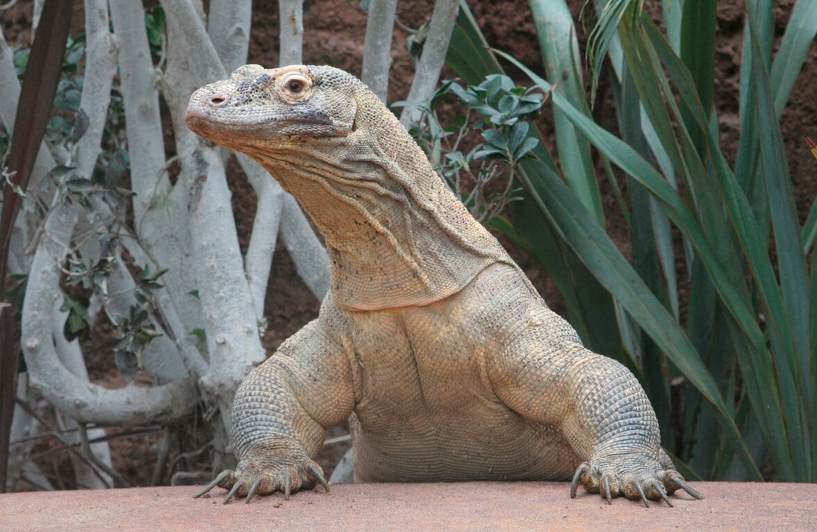 Zoo de Barcelona - Imagen 3
