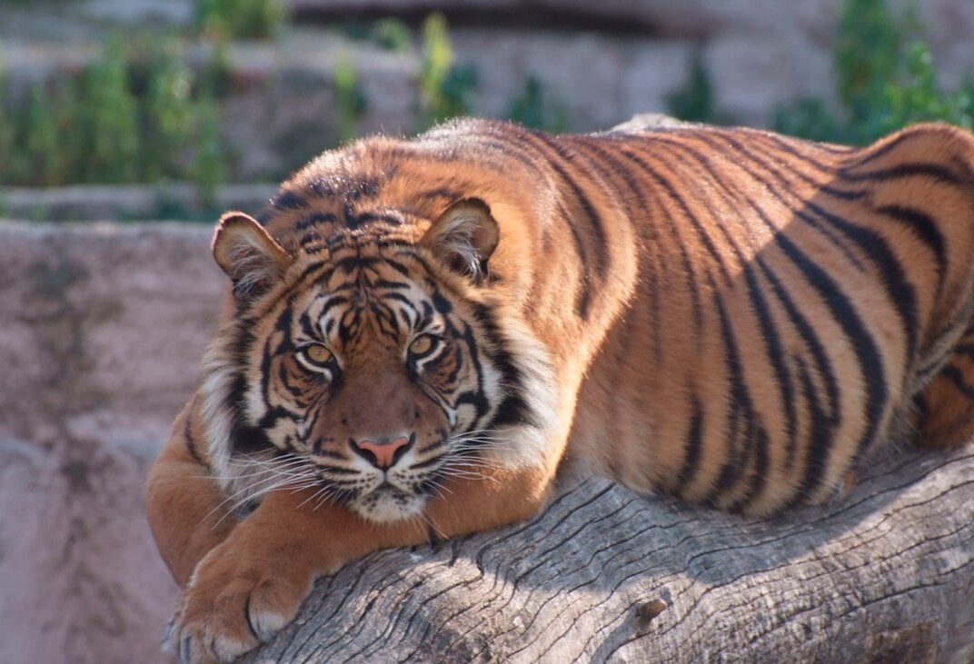 Zoo de Barcelona - Imagen 4