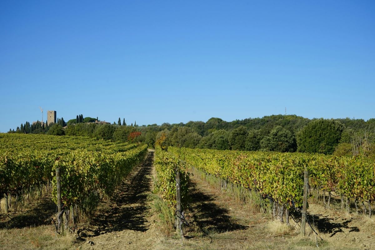 Montepulciano, Montalcino and Cortona - Imagen 4