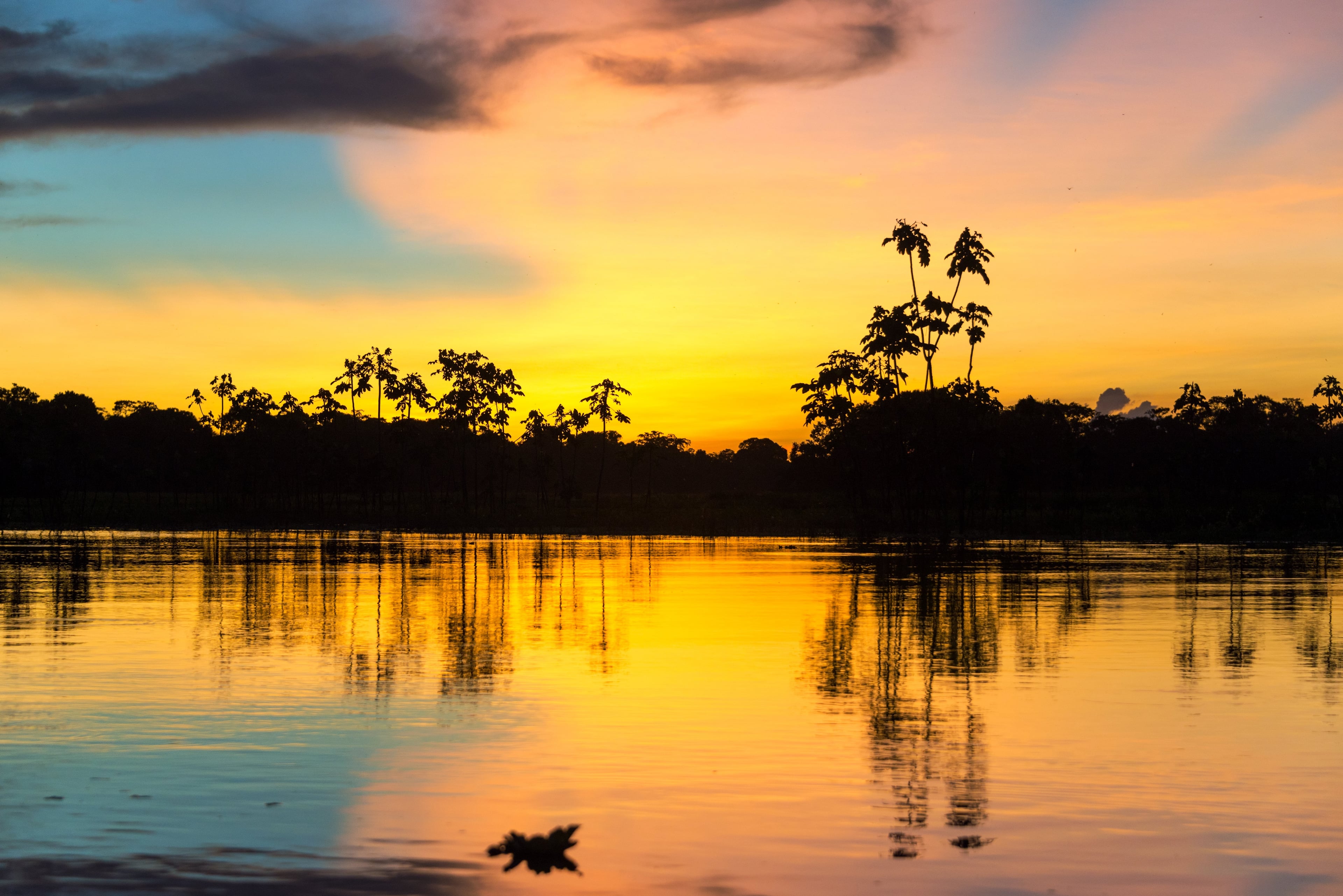 Selva tropical de Iquitos en 2 días - Imagen 4