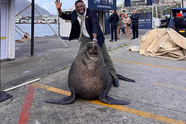 Pingüinos y focas en la península del Cabo - Imagen 4