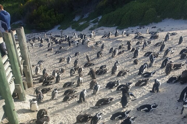 Table Mountain, pingüinos y Cape Point - Imagen 4