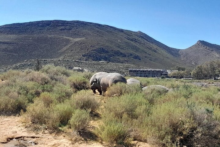 Safari Big Five y cata de vinos privado - Imagen 4