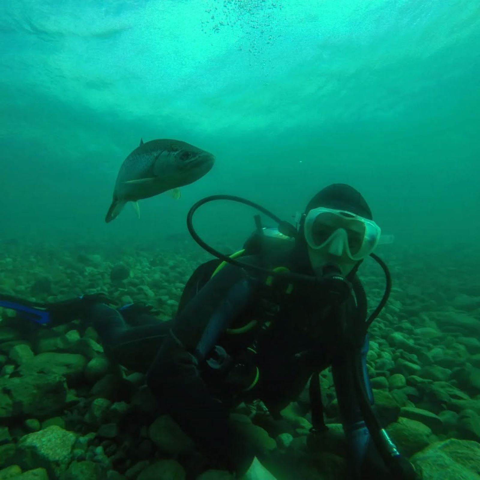 Bautismo de Buceo en Lago Moreno, Bariloche - Imagen 4