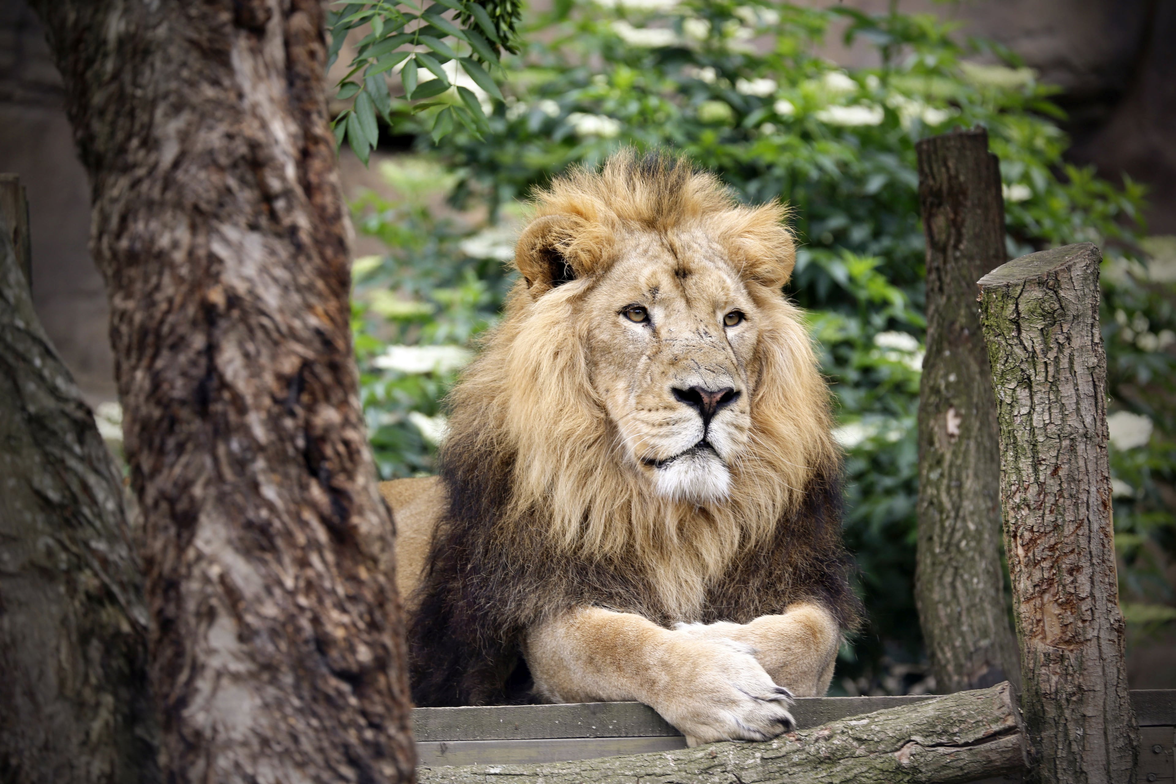 London Zoo - Imagen 2