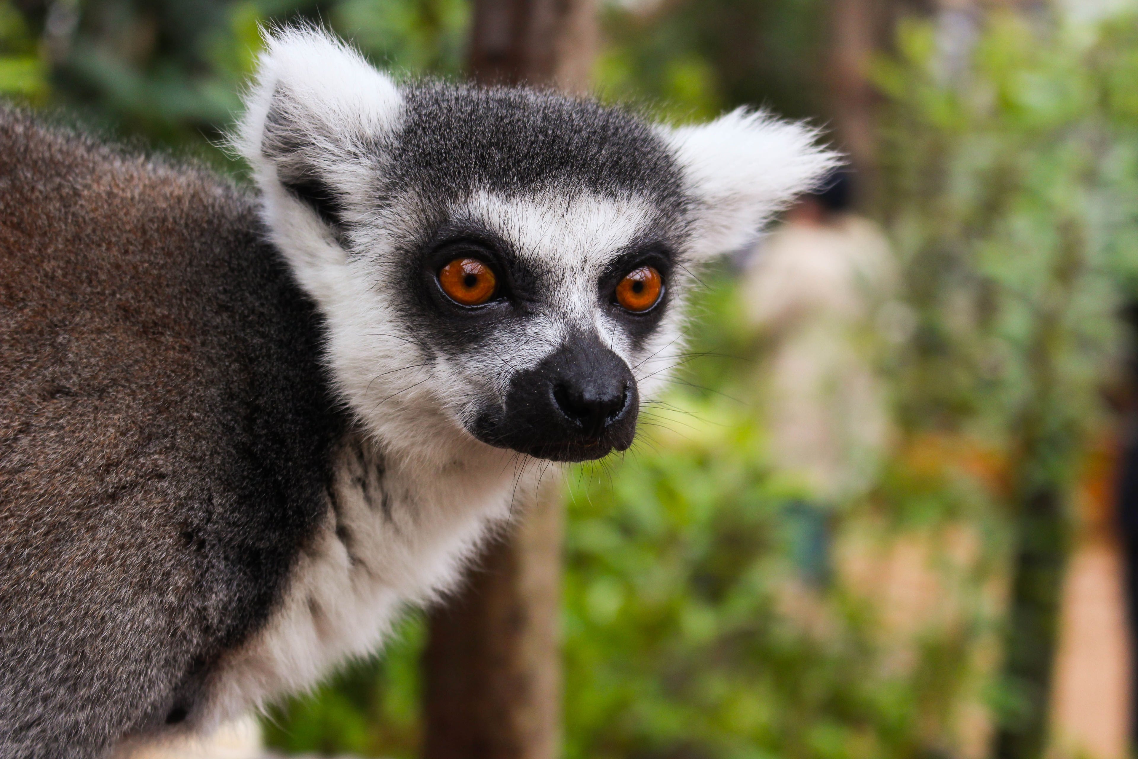 London Zoo - Imagen 3