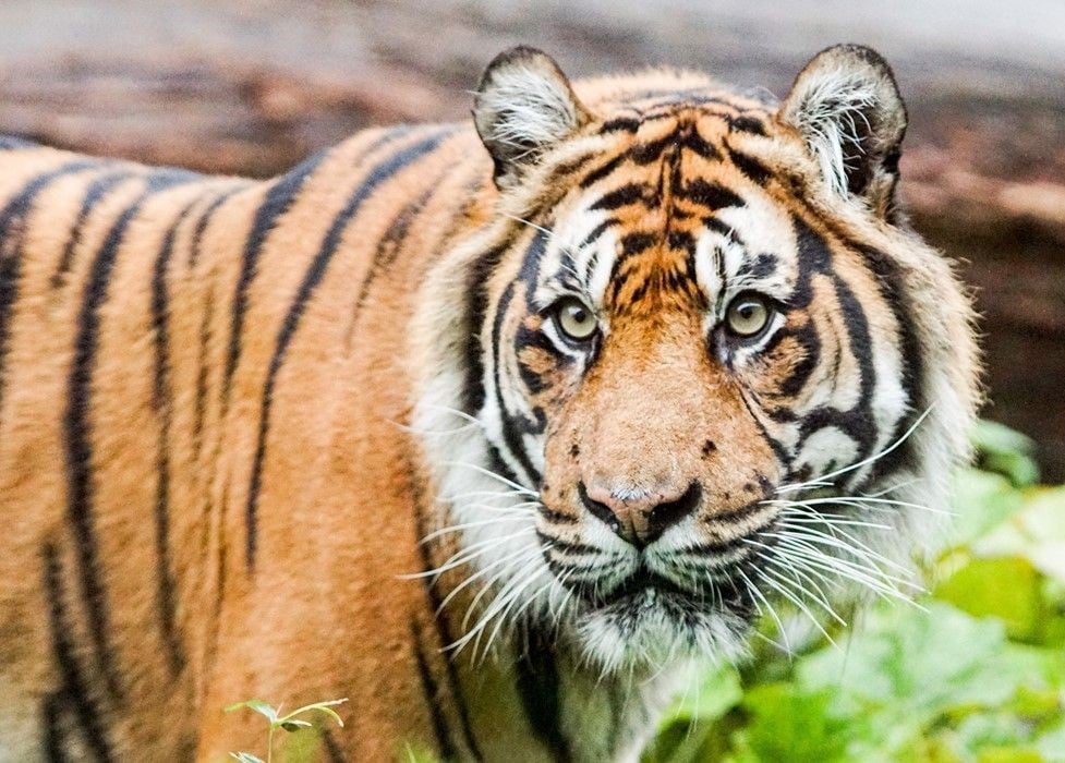 London Zoo - Imagen 4