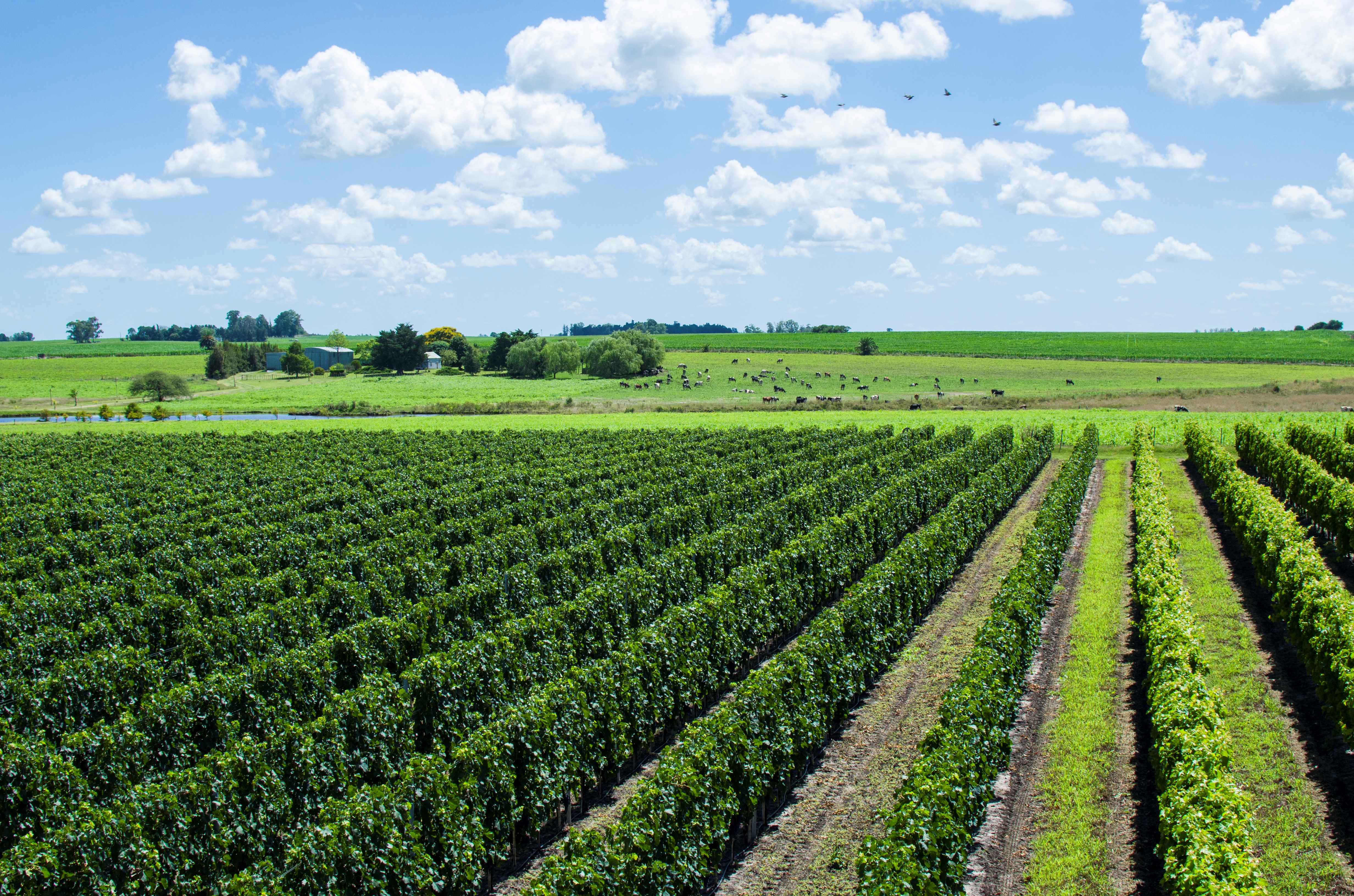 Fripp Winery: Tour, Lunch and Tasting - Imagen 2
