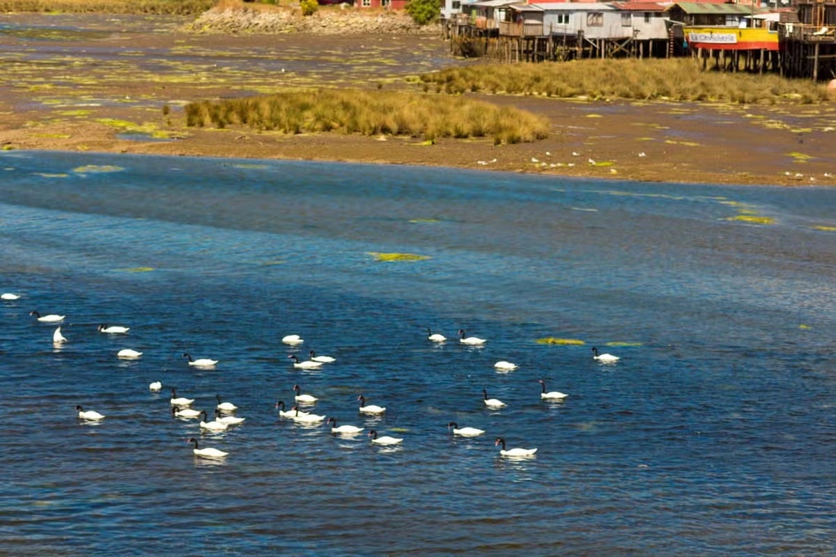 Excursión a Chiloé - Imagen 4
