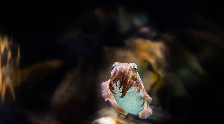 Entrada al Acuario Nacional - Imagen 4