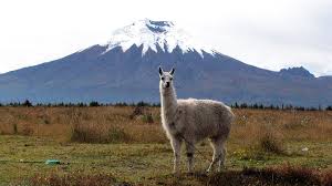 Cotopaxi y Quilotoa Día completo - Imagen 3