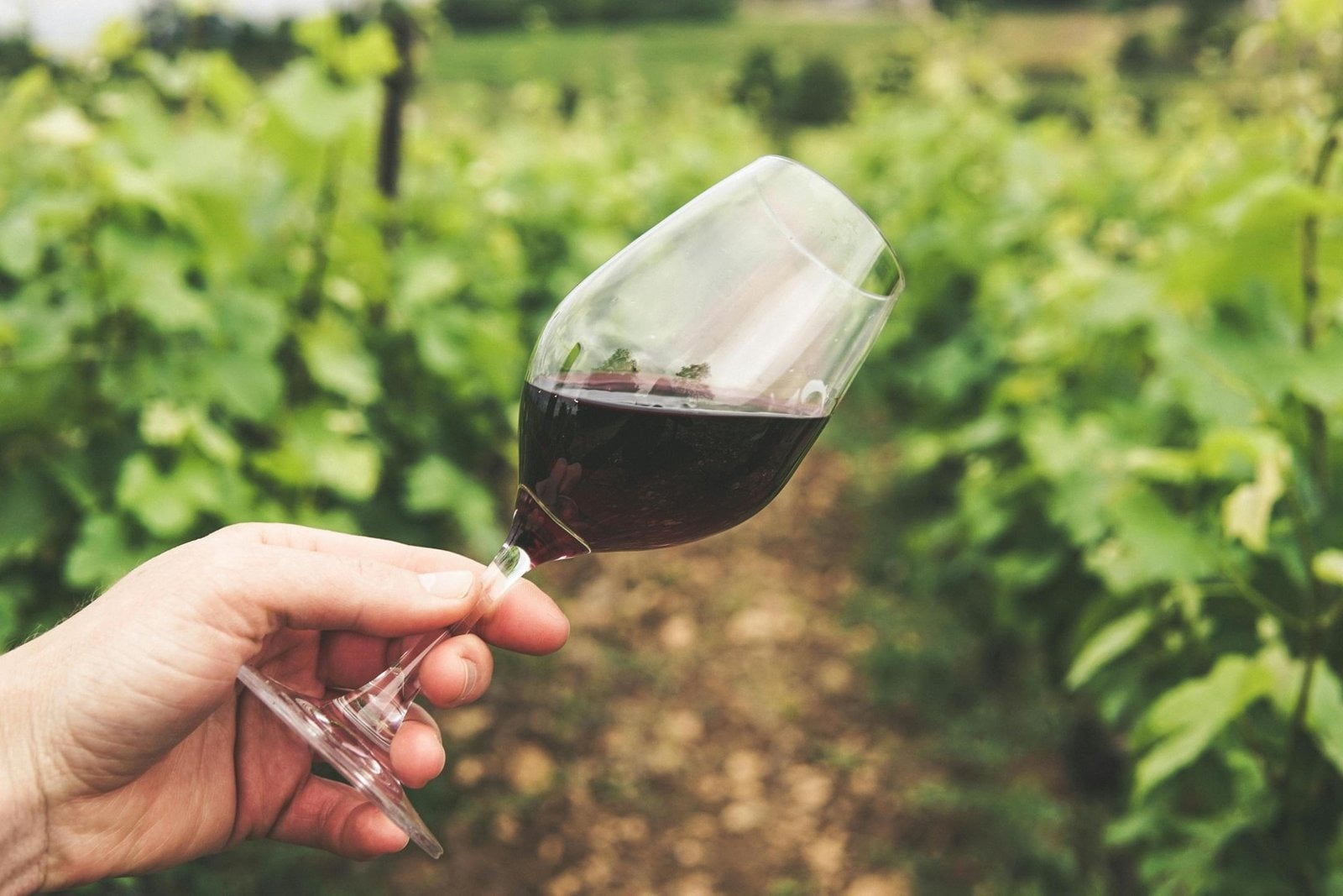 San Juan: Bodegas del Sur en inglés - Imagen 2