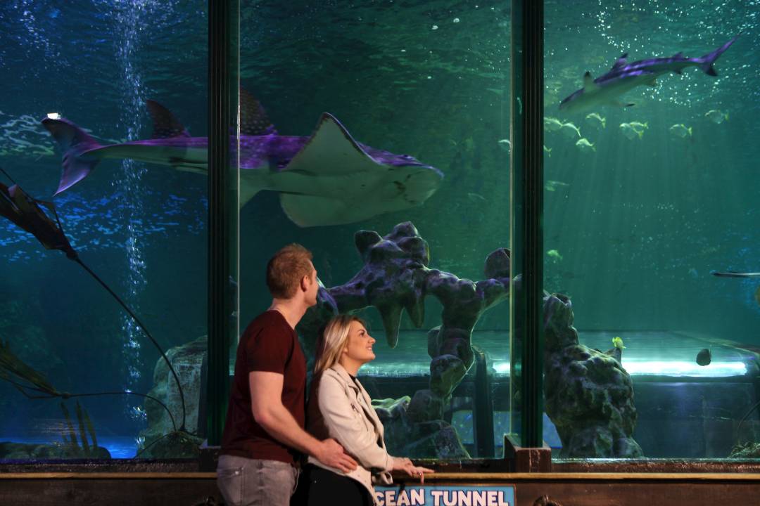 Explore SEA LIFE Blackpool - Imagen 4