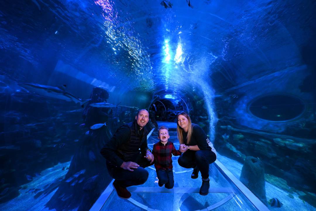SEA LIFE Birmingham - Imagen 4