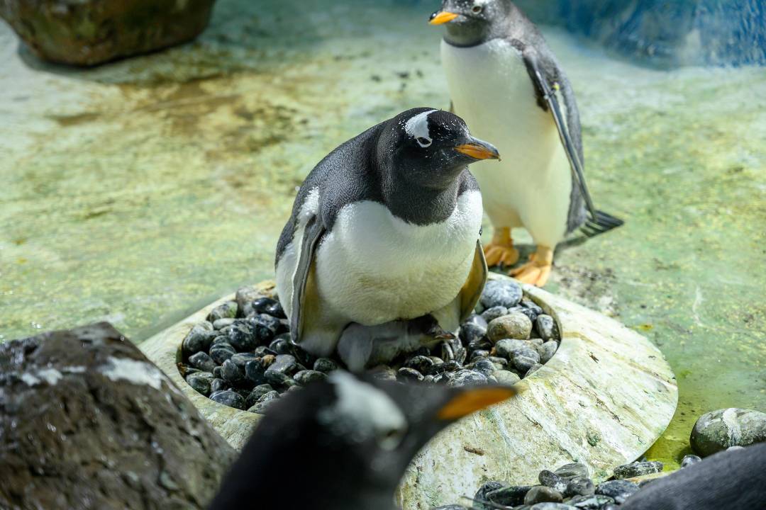 Legoland Discovery Centre y Sea Life - Imagen 2