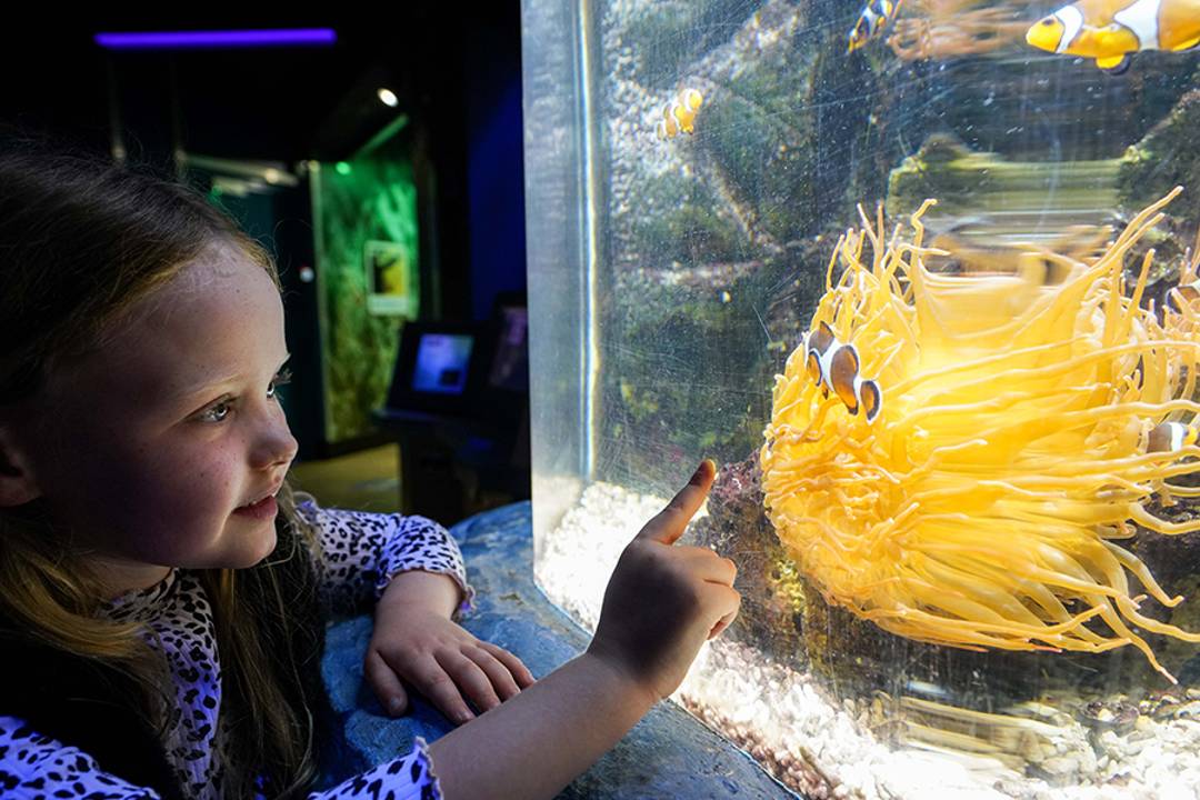 Visite SEA LIFE Great Yarmouth - Imagen 2