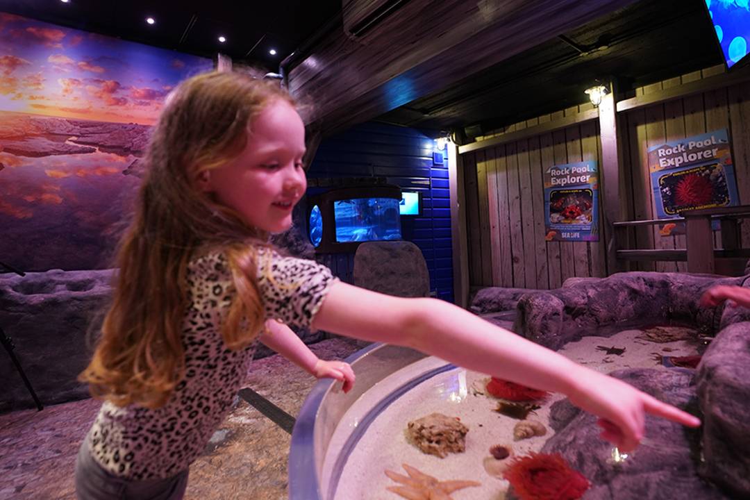 Visite SEA LIFE Great Yarmouth - Imagen 3