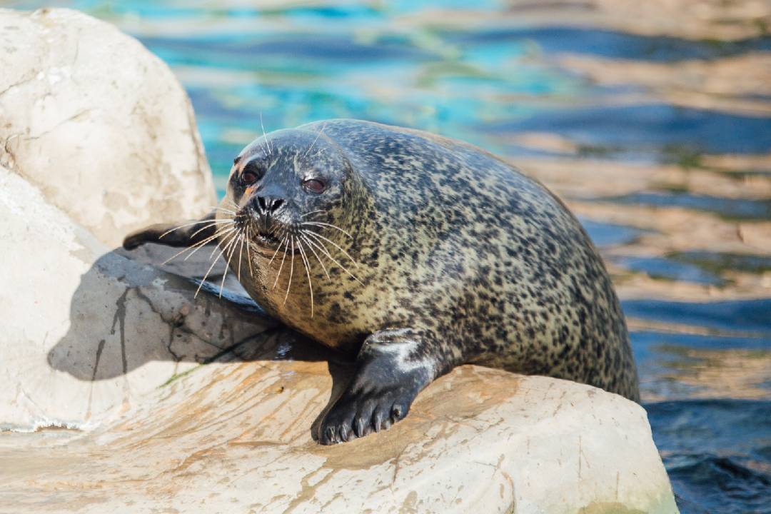 Explore Sea Life Weymouth - Imagen 2